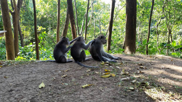 Monkey Forest - Aapjes kijken in Ubud