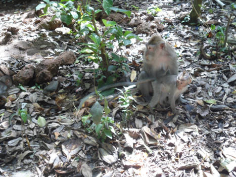 Monkey Forest - Monkeys at the monkey forest