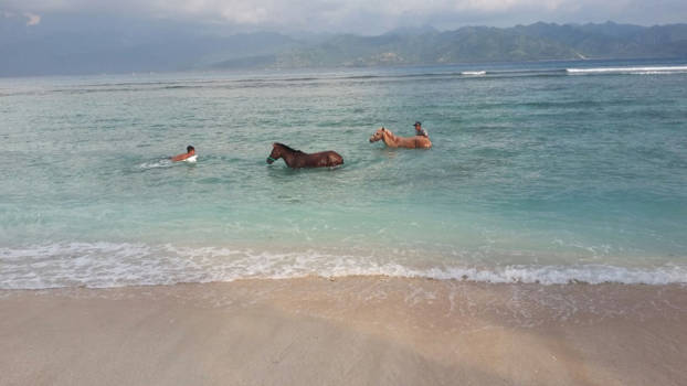 Gili-eilanden - Paardjes afkoelen op Gili Trawangan