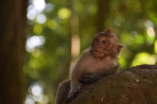 Ubud - Monkey forest