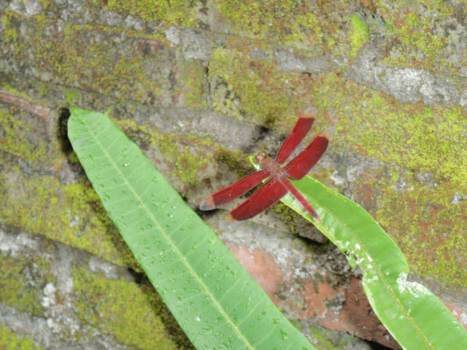 Senggigi - Subtiel tussen bananenblad en muur, in het ultieme stukje Balinese cultuur ten zuiden