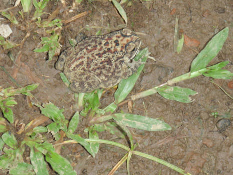 Senggigi - Pad op de paden tussen de paddies bij Senggigi, subtiele schoonheid van Lombok