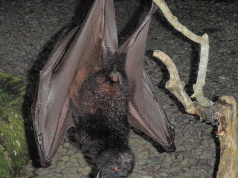 Ubud - Onverwachte buren in de buurt van Pupuan, ten noorden van Bali in Tabahan:nm fruitvle