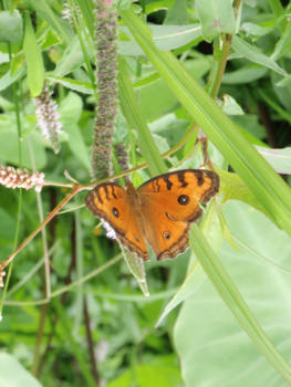 Ubud - Insectenpracht op Bali, tussen de banananbladeren