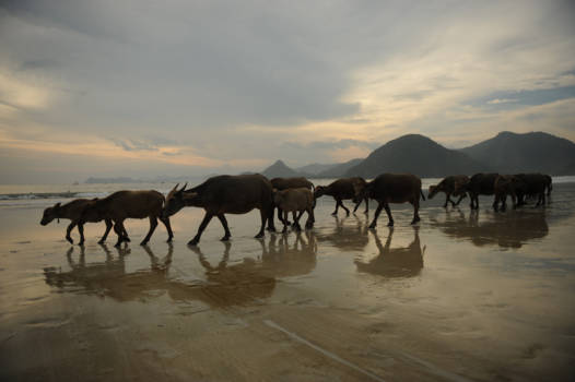 Lombok - Karbouwen op strand