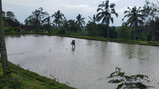Bali - Eenzaam op een rijstveld