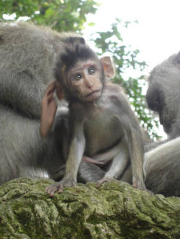Ubud - Bali, aapjes ,ik kan er uren naar kijken en van hun gedrag genieten!