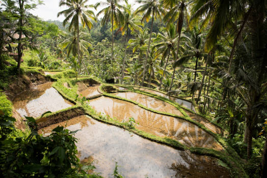 Bali - Tegalagang rijstvelden te Ubud