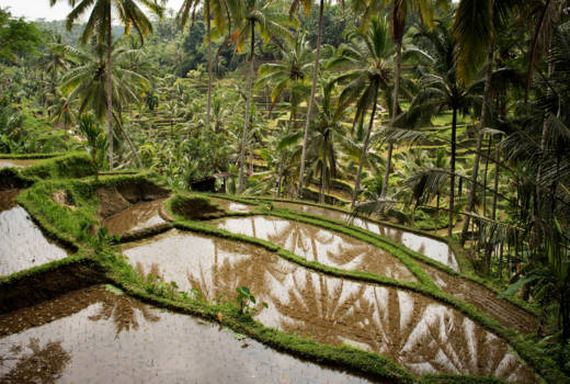 Bali - Tegalagang rijstvelden te Ubud