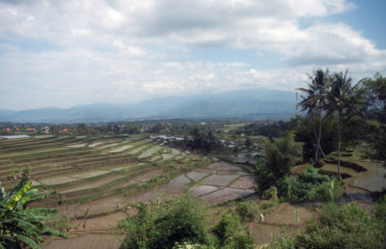 Java - Een rijstveld tussen Bandung en Yogyakarta