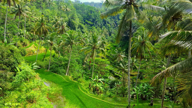 Bali - rijstvelden trappetjes