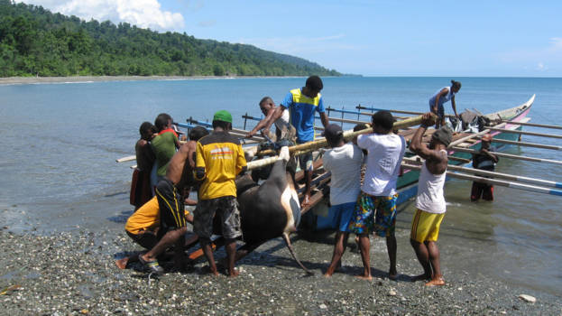 Papoea - Een wilde koe naar de markt brengen