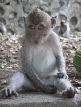 Lombok - Toeschouwer