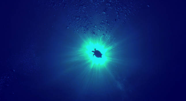Bunaken National Park - Schildpad onder de zon op 20 meter diepte!