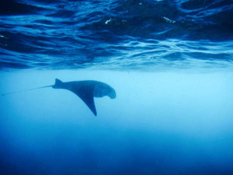 Duiken en snorkelen Bali - Manta Point, Nusa Penida