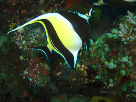 USS Liberty Shipwreck