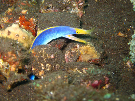 USS Liberty Shipwreck