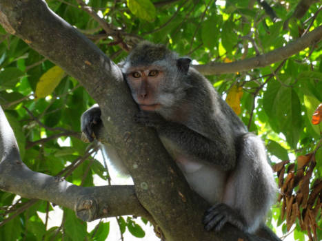Bali - Wild monkey at Padang Padang Beach