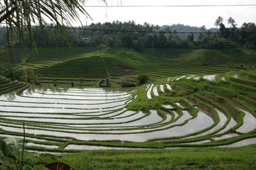 Bali - Bali Cempaka Belimbing