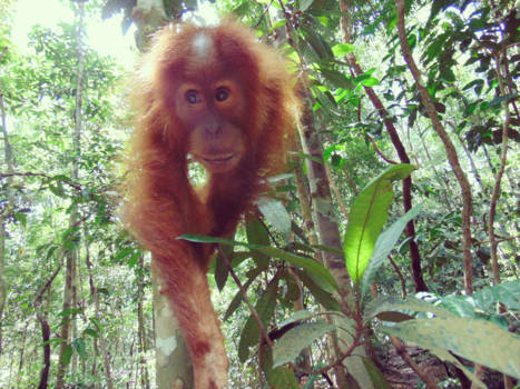 Gunung Leuser National Park - Baby Orang oetan in the jungle