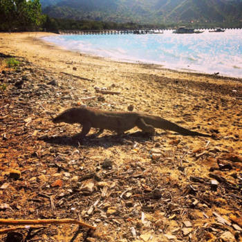 Komodo National Park - De reden om verder te kijken dan Bali