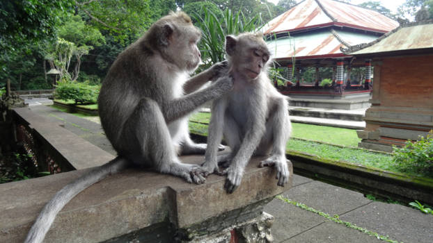 Bali - Balinese aapjes die elkaar ontvlooien!