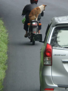 Sumatra - traveling with your best friend