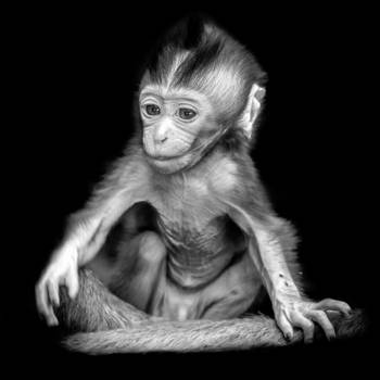 Batukaru National Reserve - Aapjes zijn altijd leuk!!!