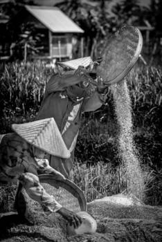 Ubud - Hand matig rijst snijden en sorteren!!