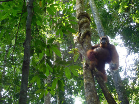 Sumatra - Bukit lawang, een stoere orang-oetan