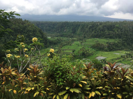 Bali - Rijstvelden Oost-Bali.