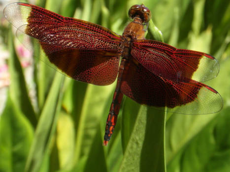 Bali - uitzonderlijke mooie libelle in bali