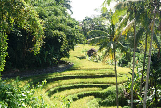 Bali - Rijstvelden op Bali