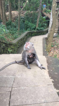 Bali - Attitude monkey @ monkeyforest Ubud
