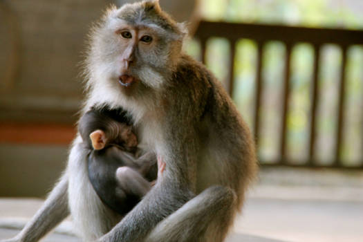 Bali - | Monkey Love | - Ubud, 2014