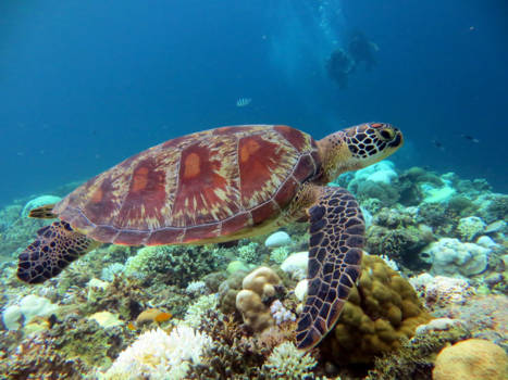 Gili-eilanden - Diving with Mr. Turtle
