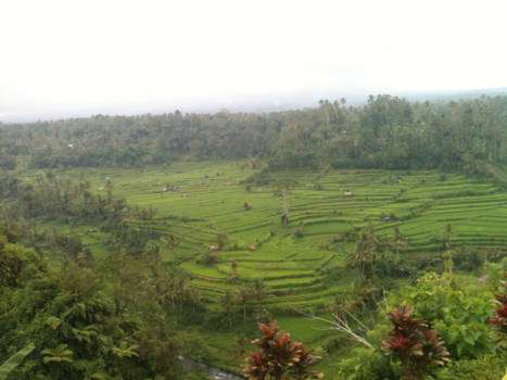 Bali - Rijstplantage