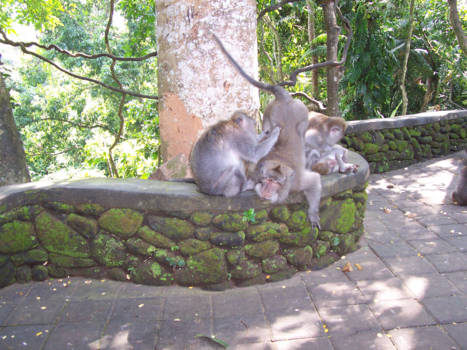 Bali Barat National Park - relax .