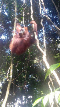 Sumatra - Jungle van sumatra geweldig wat een diversiteit