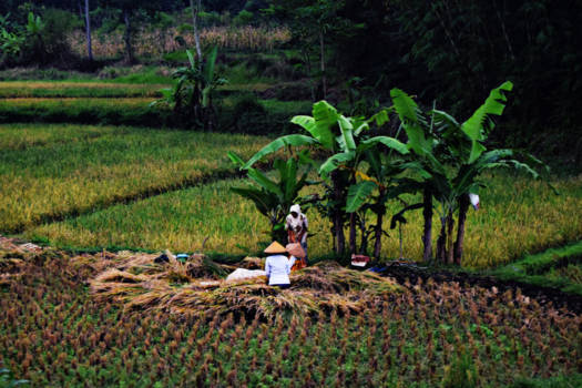 Java - Prachtige treinreis Bandung-Yogjakarta