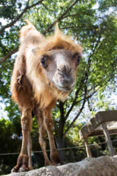 Bogor - Ken ik jou ergens van?