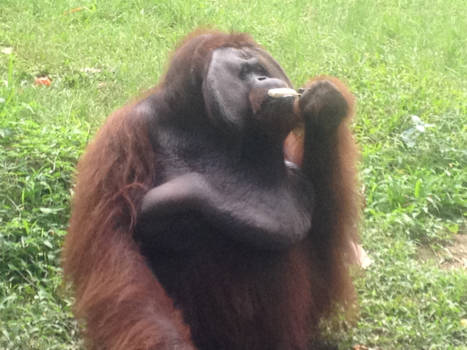 Bali - Oeranoetang krijgt Magnumijsje van ons. En gooit later stokje terug