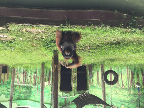 Bali - Krijgt stokje weer terug van Magnumijsje