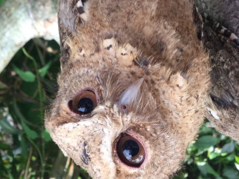 Bali - Even een uiltje knap hè