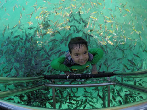 Sulawesi - Finding Novan