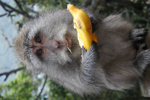 Kuta - Heerlijk zo'n banaantje