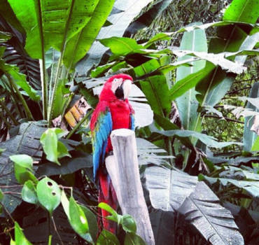 Bali - Colorful bird in Bali