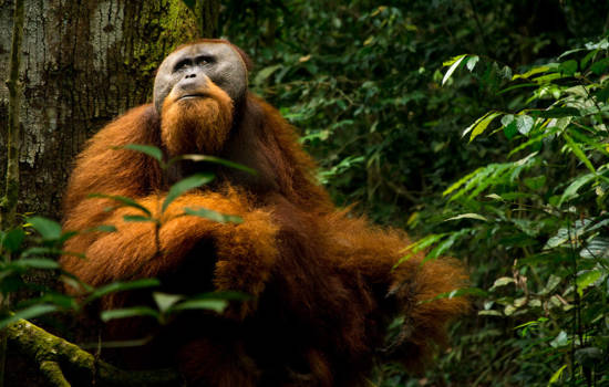 Sumatra - Oerang utan