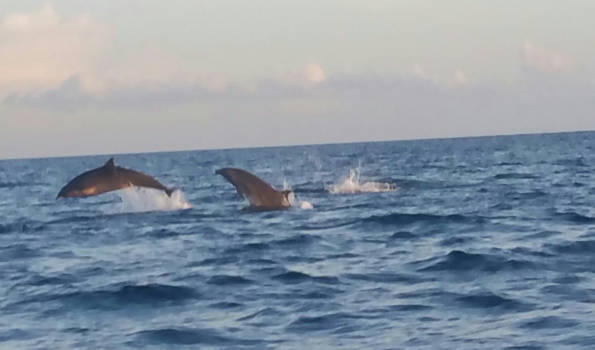 Bali - Dolfijnen in bali