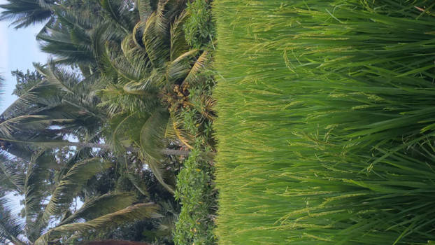 Bali - Rijstenvelden